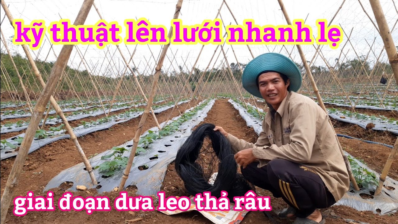 Cách giăng lưới,làm giàn để trồng dưa leo, và khâu chăm sóc dưa leo, giai đoạn 20 ngày tuổi,,