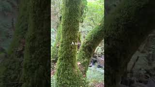 Sin bosque no hay futuro 🌱💔 #CuidemosGalicia