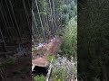 Dropping from the top of the tree line 🤯