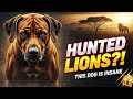 The Rhodesian Ridgeback The Dog That Hunted Lions… But There’s More