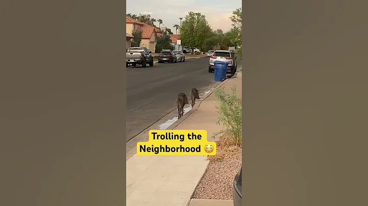 Javelina Taken Over Neighborhood! #shorts #javelina #aniamls #desert #hunting