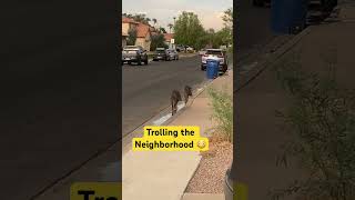 Javelina Taken Over Neighborhood