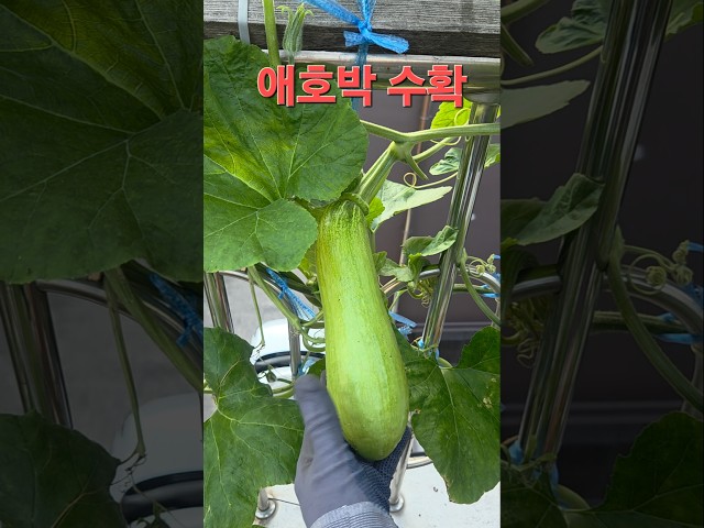 애호박을 이렇게 많이 달리다니 #소소한행복 #옥상텃밭 #애호박수확