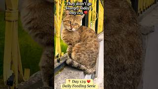They Didn’t Go Hungry Today 🐾| Day 129 ❤️Feeding Street Cats daily #shorts #cat  #cats  #fyp #reels