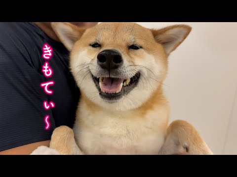 暑過ぎてクールダウンした瞬間の柴犬の笑顔が可愛過ぎる