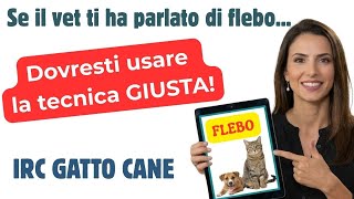 Download Lagu Come fare flebo al gatto con insufficienza renale metodo con siringa o con sacca? MP3