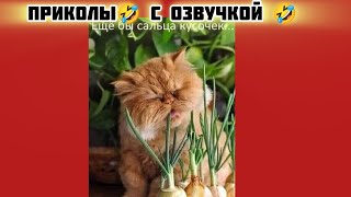 кусочек и смотри смешные картинки мемы котики приколы с озвучкой 🤣