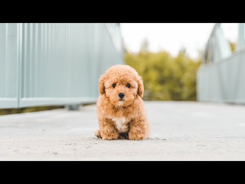 Video: Top 10 lustigste Hunderassen