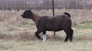 Lot 5 Hobby Scarecrow Blk Cie K2049