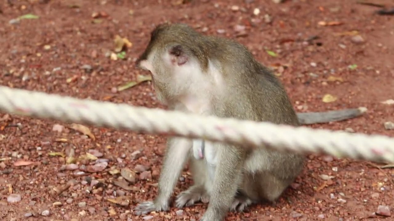 Monkey Old Vinnie and Mama Violet on The Way/MA-D.285