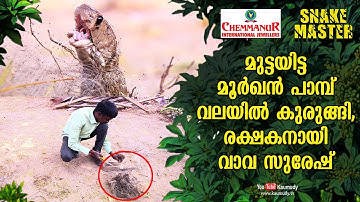 Cobra lays egg and gets trapped in a net, Vava Suresh becomes the saviour | Snakemaster EP 445
