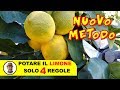 POTARE IL LIMONE SOLO 4 REGOLE