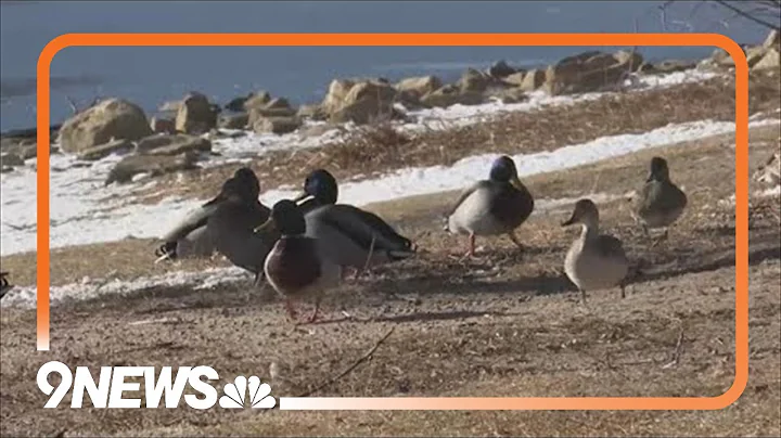 CPW says avian flu causing large-scale bird deaths