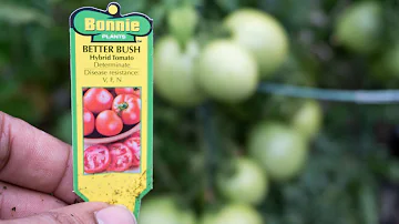Jak velkých keříčkových rajčat se lépe ujímá?