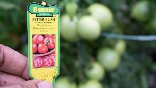 Best Container Tomatoes  Better Bush & Container's Choice!