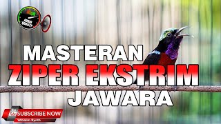 MASTERAN KONIN GACOR FULL ISIAN ZIPPER MANTAP !! PASTI CEPAT MAASUK DAN BISA UNTUK TONJOLAN LOMBA !!