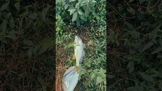 Download Lagu 🐟🎣 Good Vibes \u0026 Tight Lines #youtubeshorts MP3