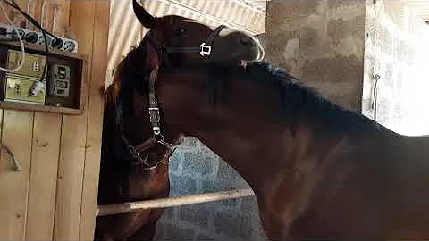 Come si chiama il cavallo di sesso femminile?