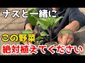 【なす」の隣に植えるだけで相性のいい野菜について紹介します。【家庭菜園】