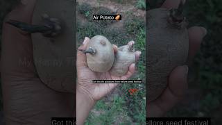 Growing Air Potato 🥔 at our garden # shorts #gardening #tips #nature #homegrown #garden #organic