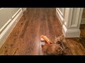 Norfolk Terriers Chasing the Orange Fox の動画、YouTube動画。