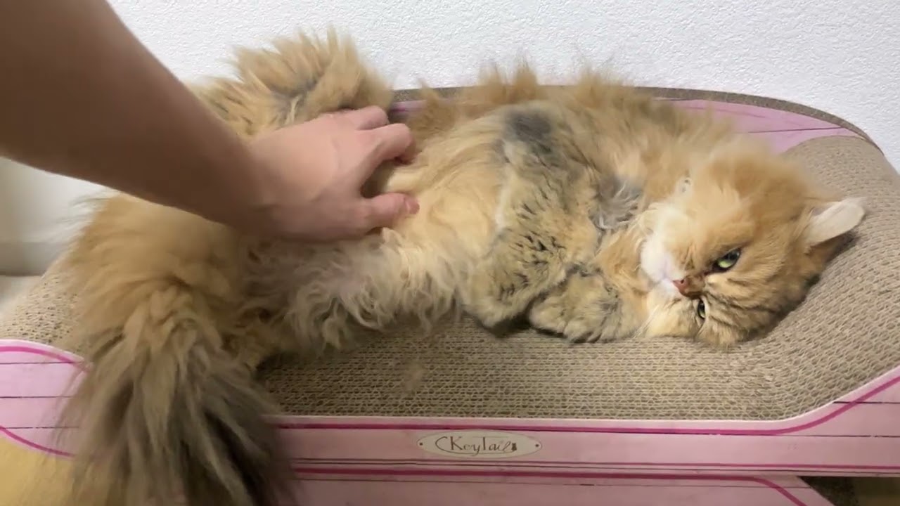 姫に撫でさせてもらいました