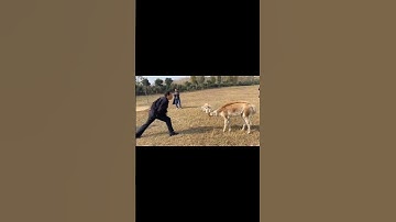 Alpaca: A magical animal that spit. So naughty, so cute!#shorts