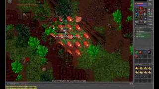 Tibia Honera Guild Deck Master - Stories