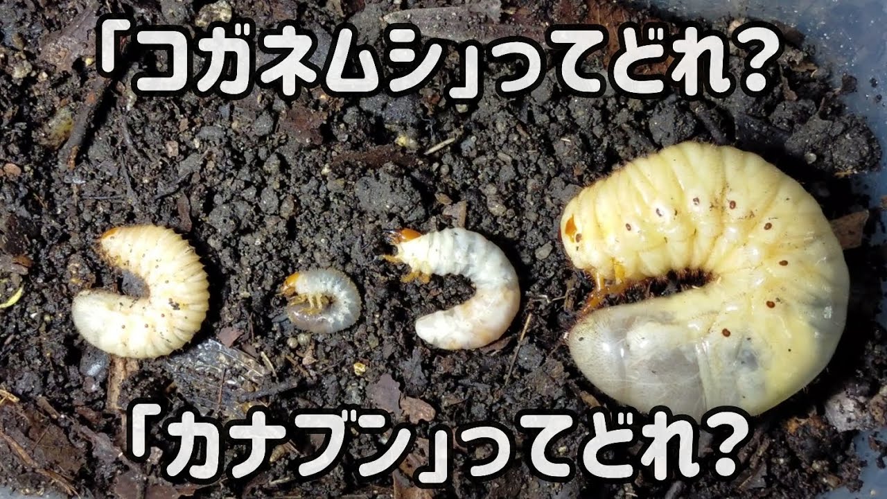 コガネムシ類とカナブン類の幼虫って何か違うの What S The Difference Between Leaf Chafer Larvae And Flower Chafer Larvae Youtube