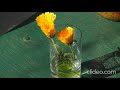 Nikon P900 Time lapse record of flower bloom #timelapse #flowers
