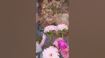 سورة الفلق القارئ رعد الكردي#حالات واتس اب قرآن كريم ارح سمعك تلاوه خاشعه 🌸