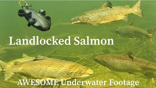 Landlocked Salmon AWESOME Underwater Footage