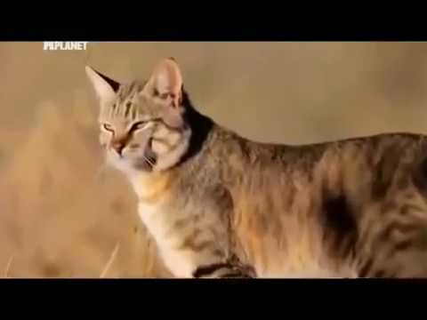 Абиссинская порода необычные повадки для кошки