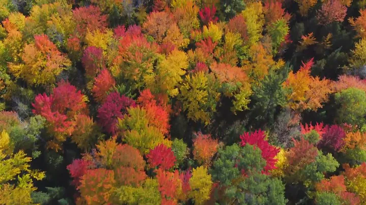 Fall Colors Drone Stock Footage Autumn Leaves 2022