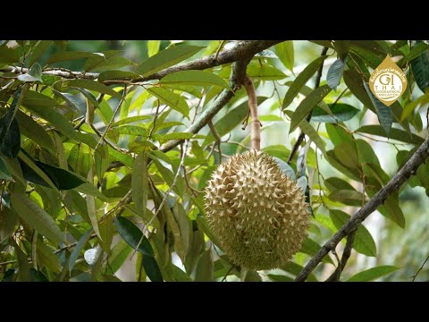 Vídeo: Um Pouco Sobre Durian