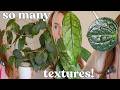 ✨ the ultimate guide to the best textured hoya leaves 🤌✨