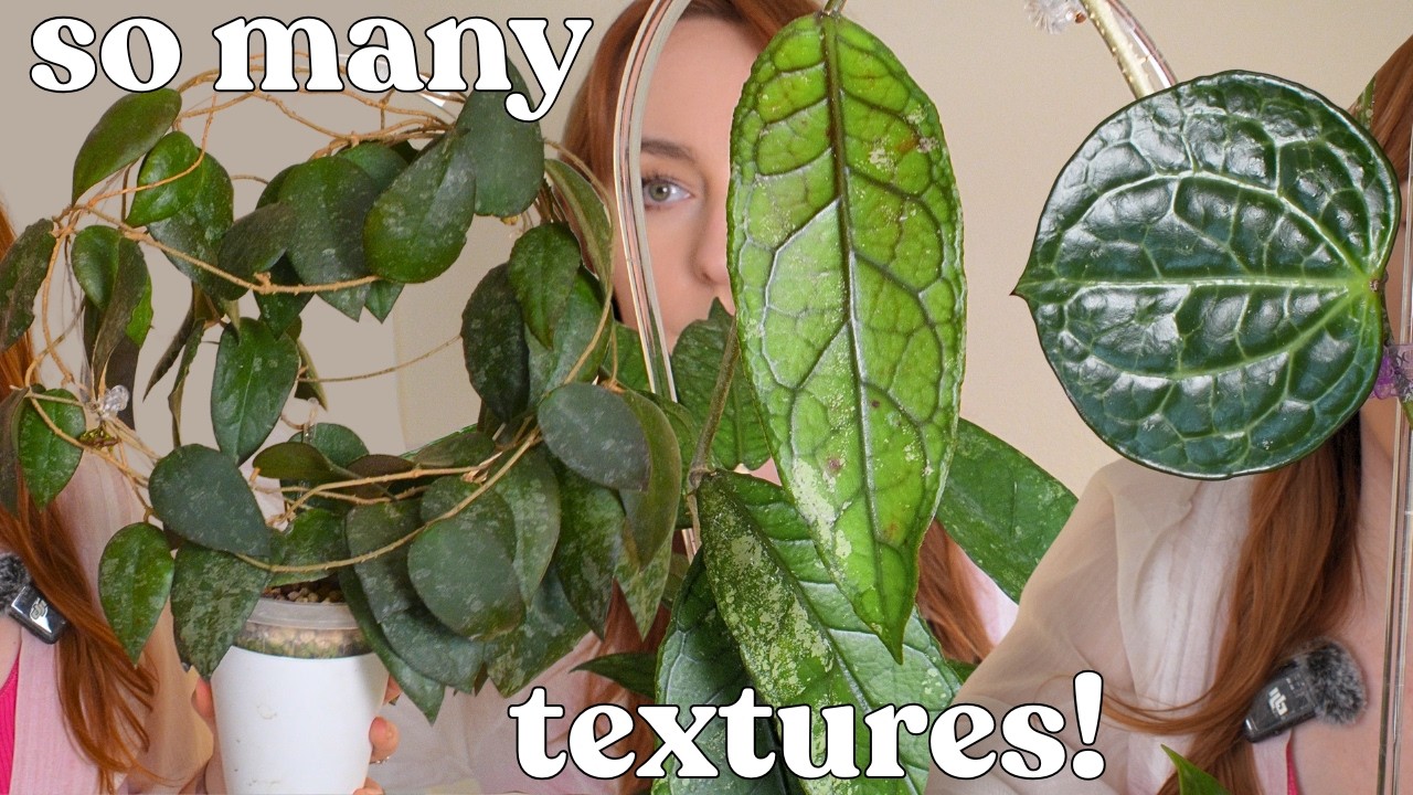 ✨ the ultimate guide to the best textured hoya leaves 🤌✨