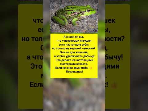 😲 У лягушки есть зубы, но только на верхней челюсти! #факты #насекомые #животные #тренды