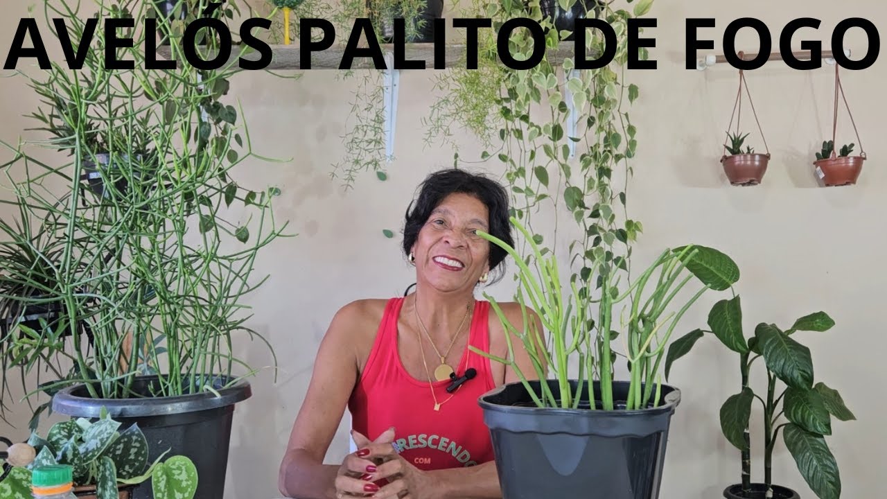 AVELÓS PALITO DE FOGO