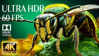 SUPER MACRO ANIMALS - Relaxing Music With 4K Videos 60fps Dolby Vision (Colorful Dynamic)