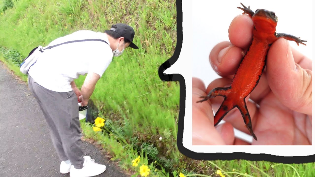 アカハライモリさんの捕まえ方