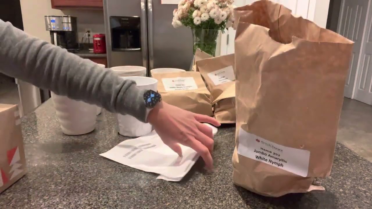 Unboxing Jumbo Amaryllis from Dutchgrown