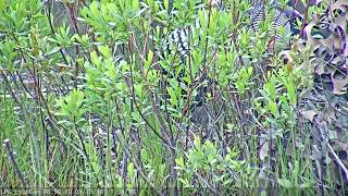 May28 Two Loon eggs visible