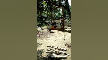 Anakan burung PERKUTUT  jinak || Aviary tanpa pagar bebas