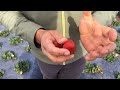 El Nino vs Strawberries