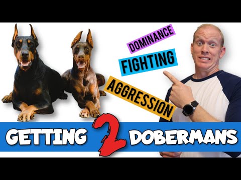 Owning Two Dobermans - Good Idea or Bad Idea?
