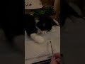 Tigger attacks the pen.