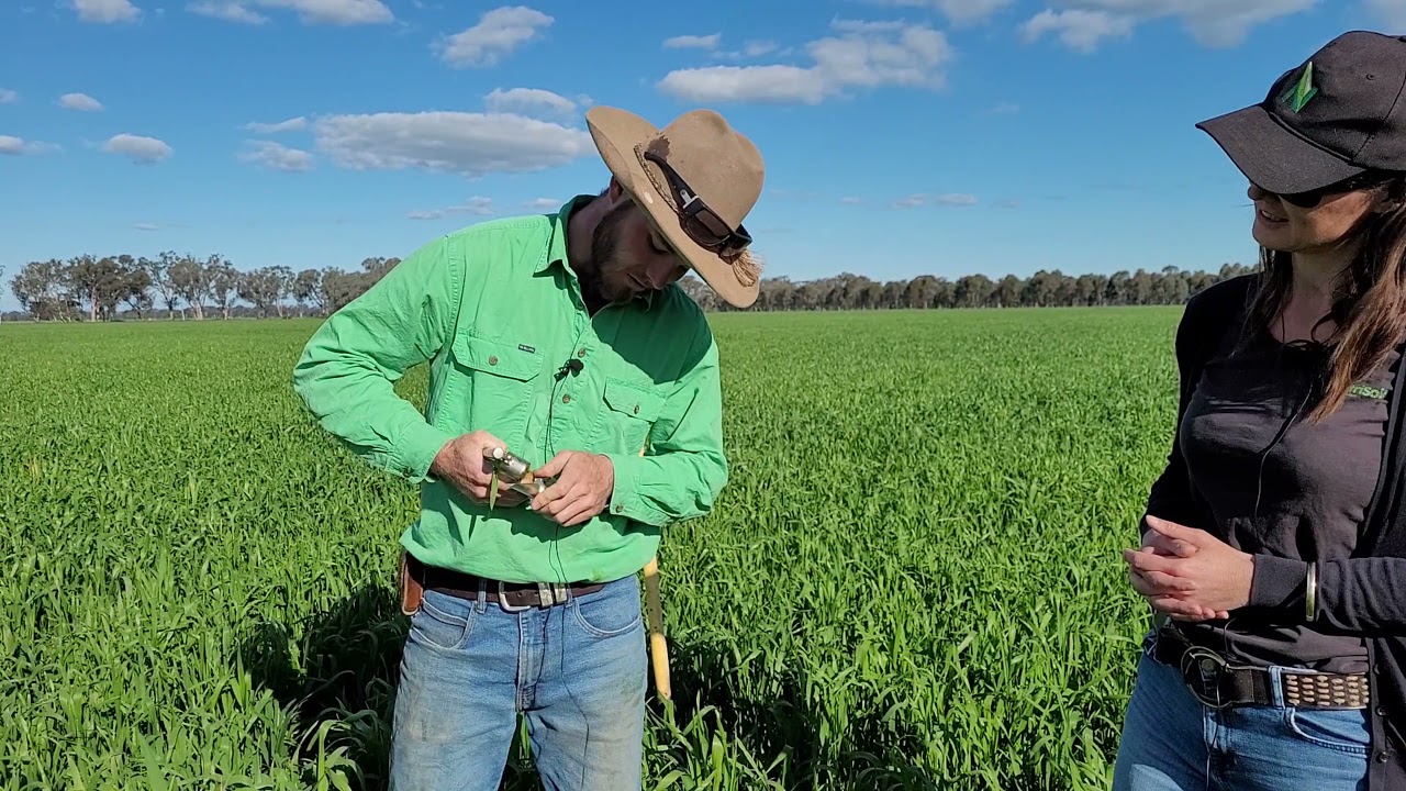Understanding plant sap Brix levels  NutriSoil