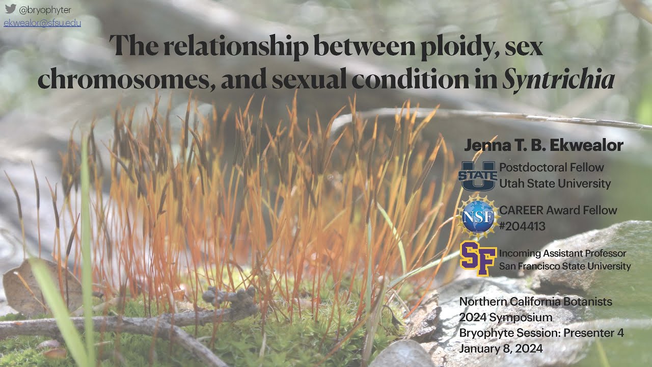 The Relationship Betw Sexual Condition, Sex Chromosomes, and Ploidy in Syntrichia by Jenna Ekwealor
