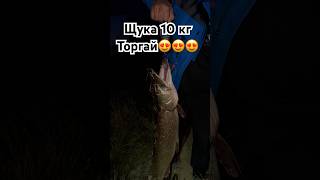 Трофейная щука 10 кг поймана в Торгае #рыбалка #щука #трофейнаящука #торгай #аркалык